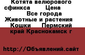 Котята велюрового сфинкса. .. › Цена ­ 15 000 - Все города Животные и растения » Кошки   . Пермский край,Краснокамск г.